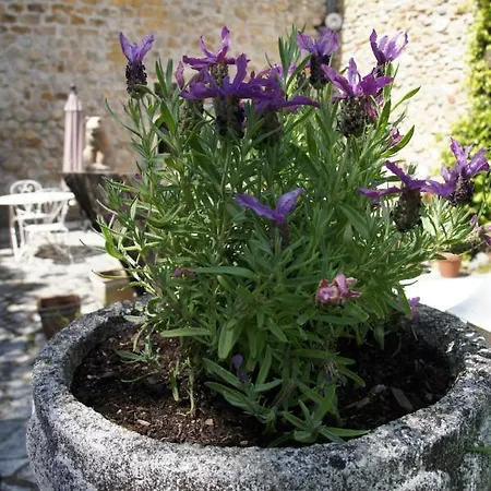 Maison Du Manoir 3* Vallon-Pont-dʼArc