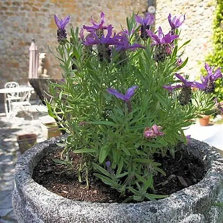 Bed & Breakfast Maison Du Manoir 3*